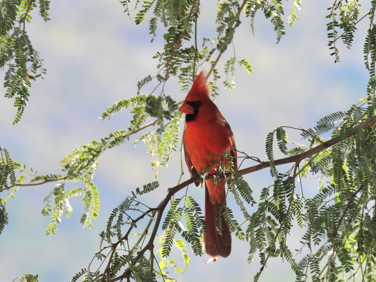 Northern Cardinal - ML646423256