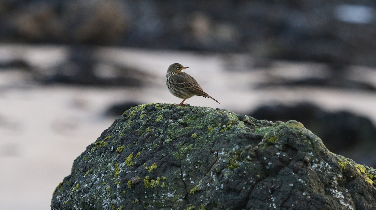 Rock Pipit - ML646423257