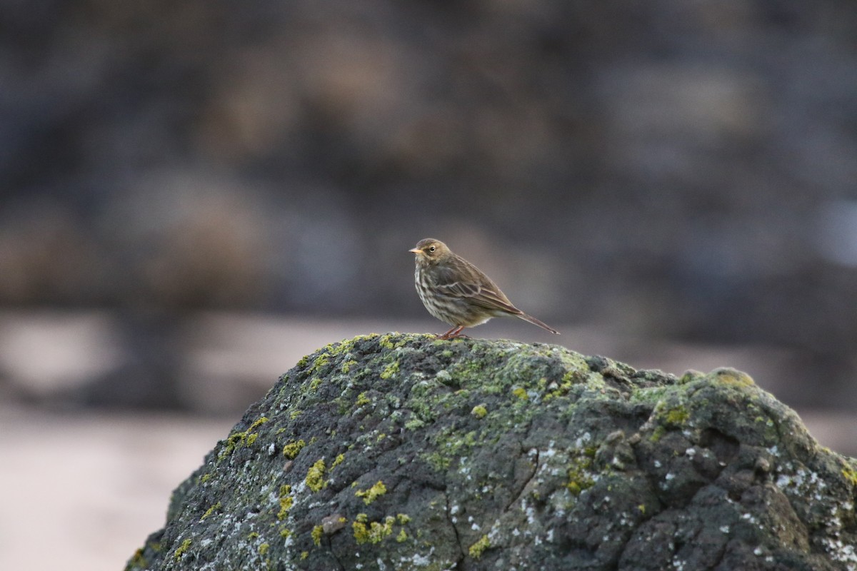 Rock Pipit - ML646423258