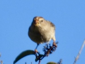 White-crowned Sparrow - ML646423259