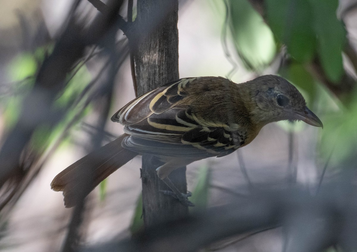 Black-backed Antshrike - ML646423262