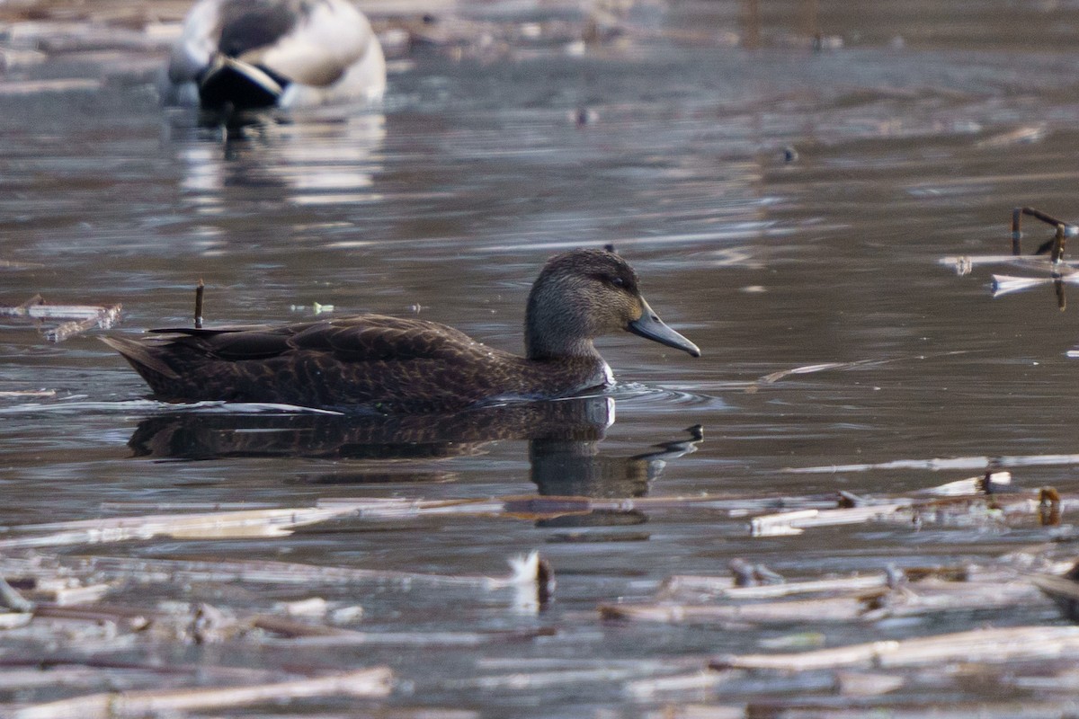 American Black Duck - ML646423264