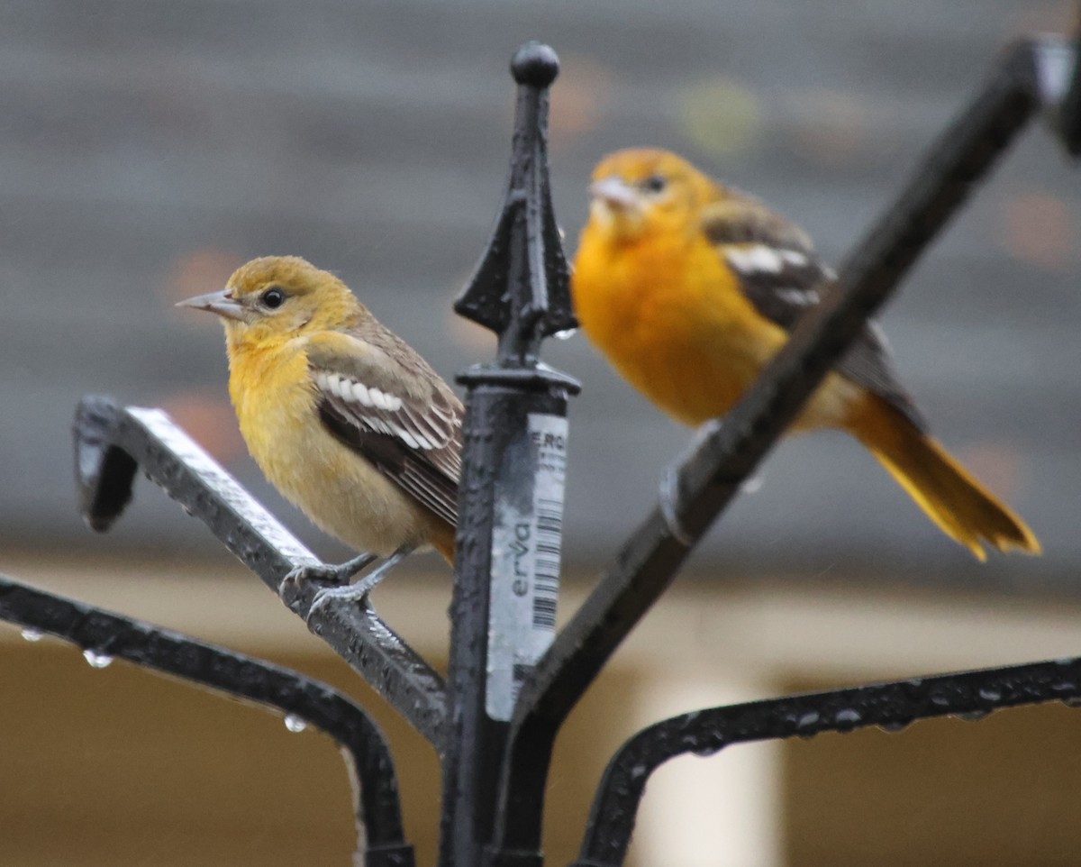 trupiál baltimorský - ML646423266