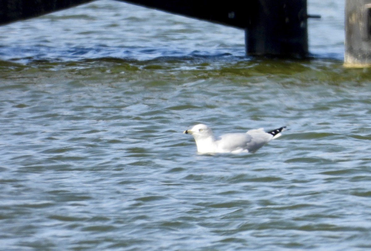 クロワカモメ - ML646423268