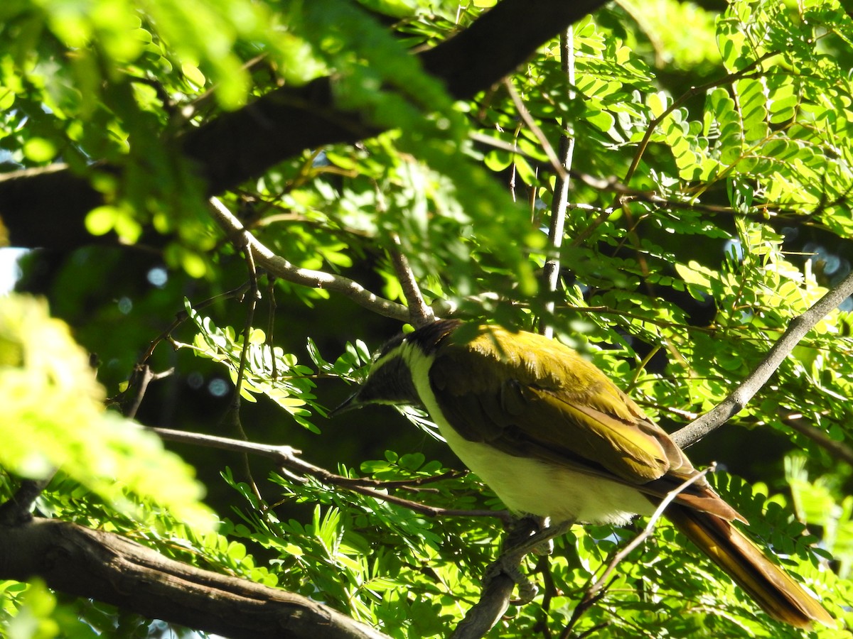Blue-faced Honeyeater - ML646423269