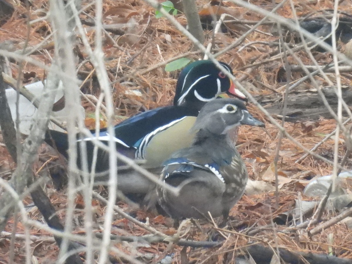 Wood Duck - ML646423278