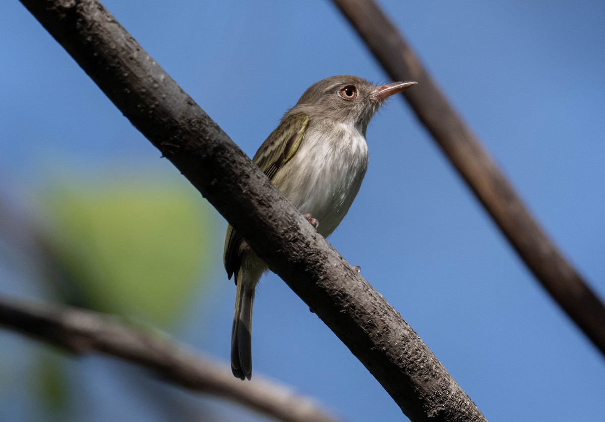 Pearly-vented Tody-Tyrant - ML646423282