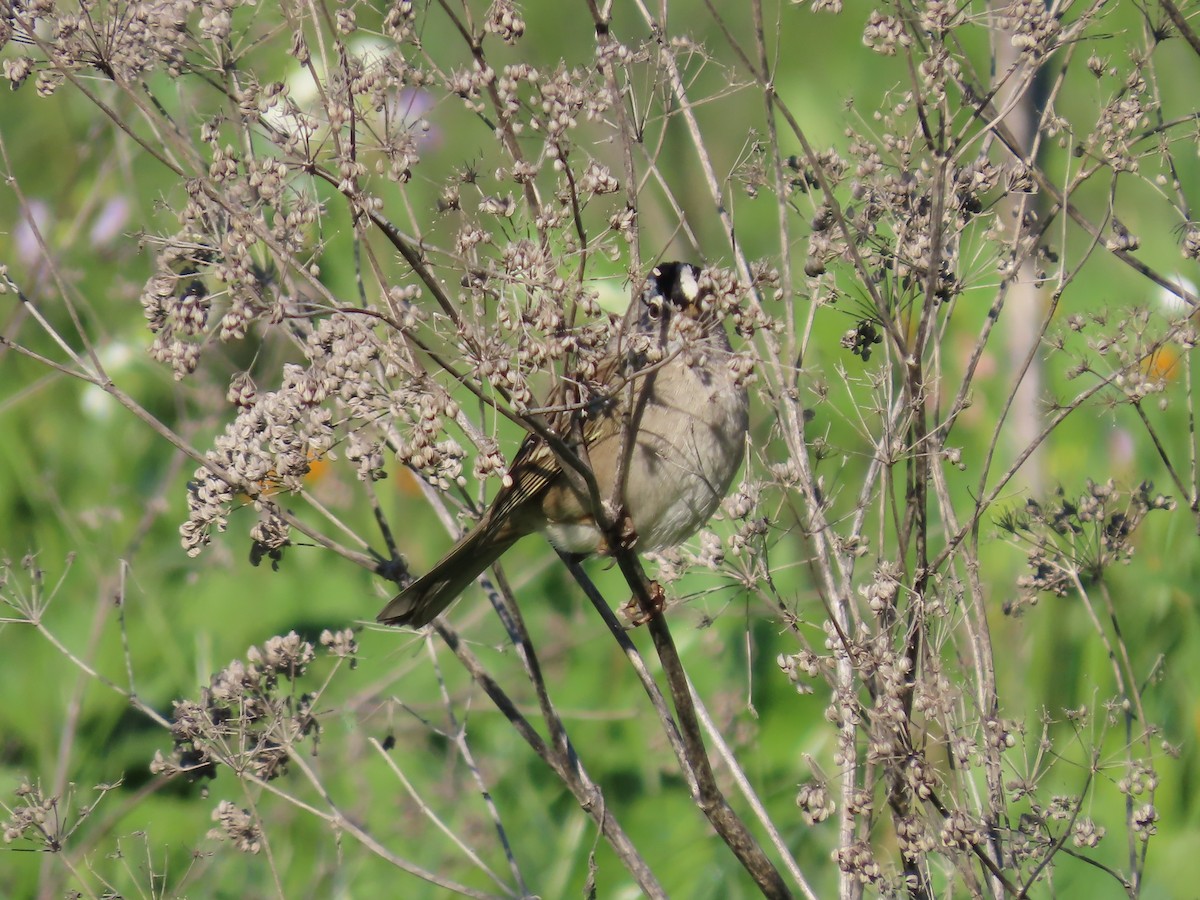 White-crowned Sparrow - ML646423285
