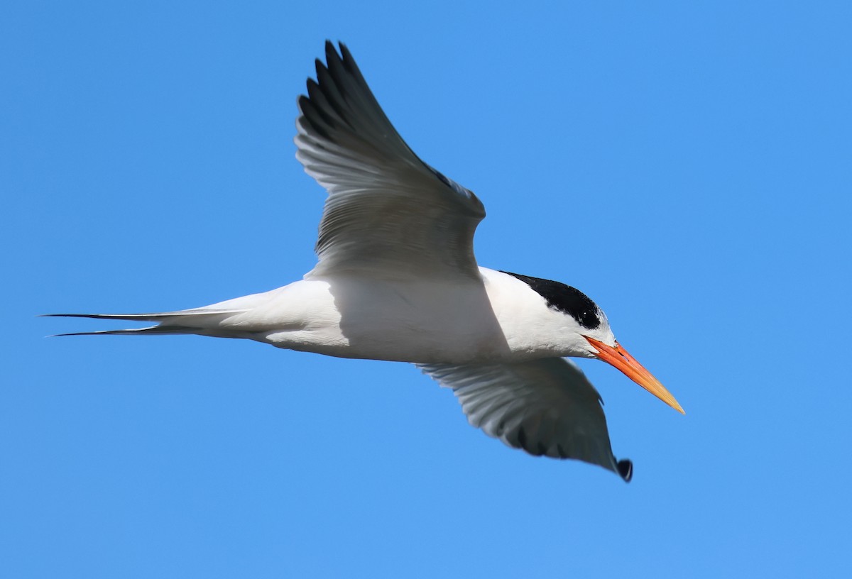 Elegant Tern - ML646423286