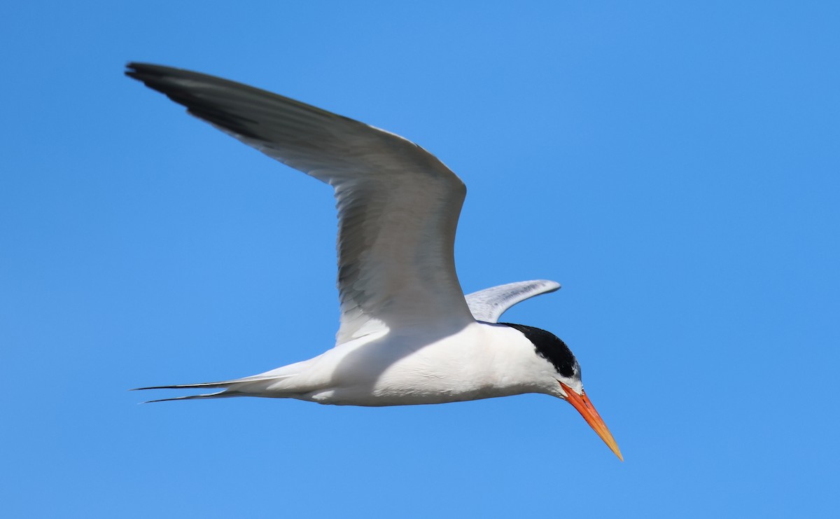 Elegant Tern - ML646423287