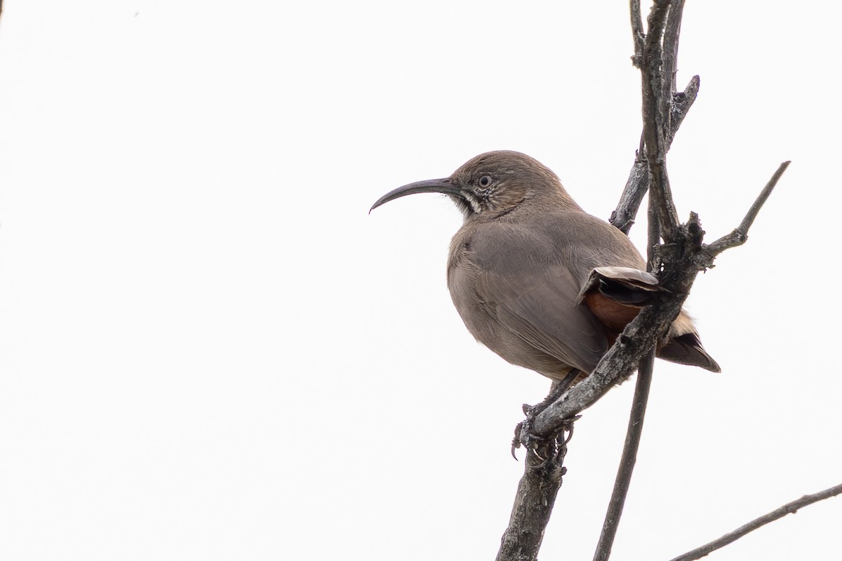 Crissal Thrasher - ML646423289