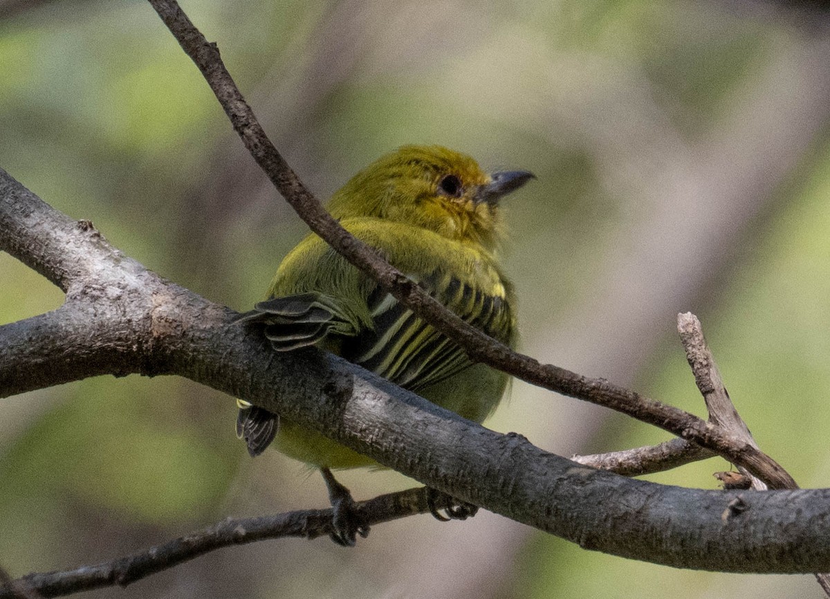 Ochre-lored Flatbill - ML646423290