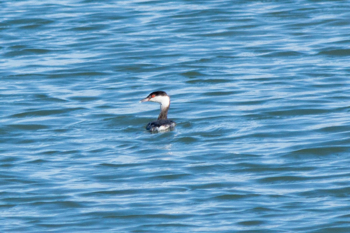 Horned/Eared Grebe - ML646423291