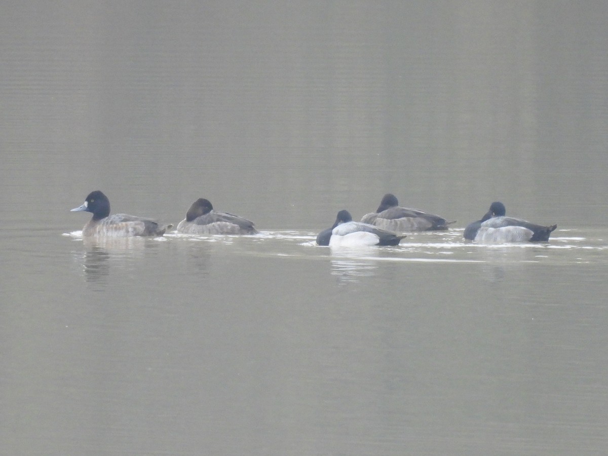 Lesser Scaup - ML646423292