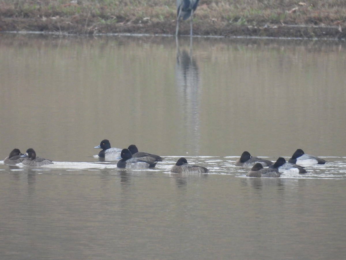 Lesser Scaup - ML646423293