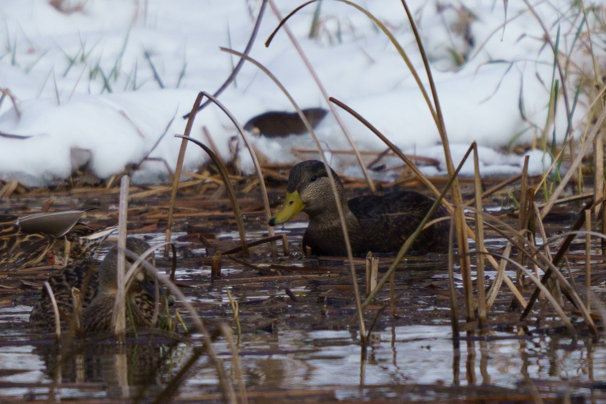 Mallard x American Black Duck (hybrid) - ML646423295