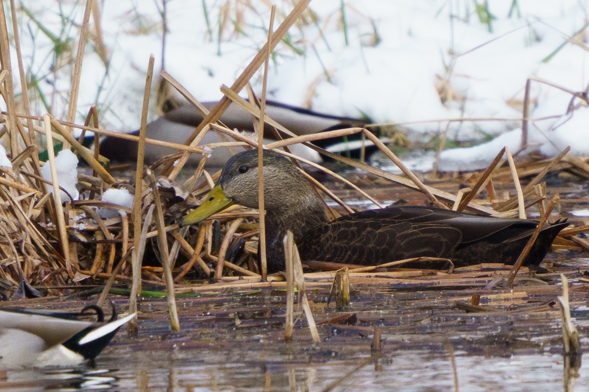 Mallard x American Black Duck (hybrid) - ML646423296