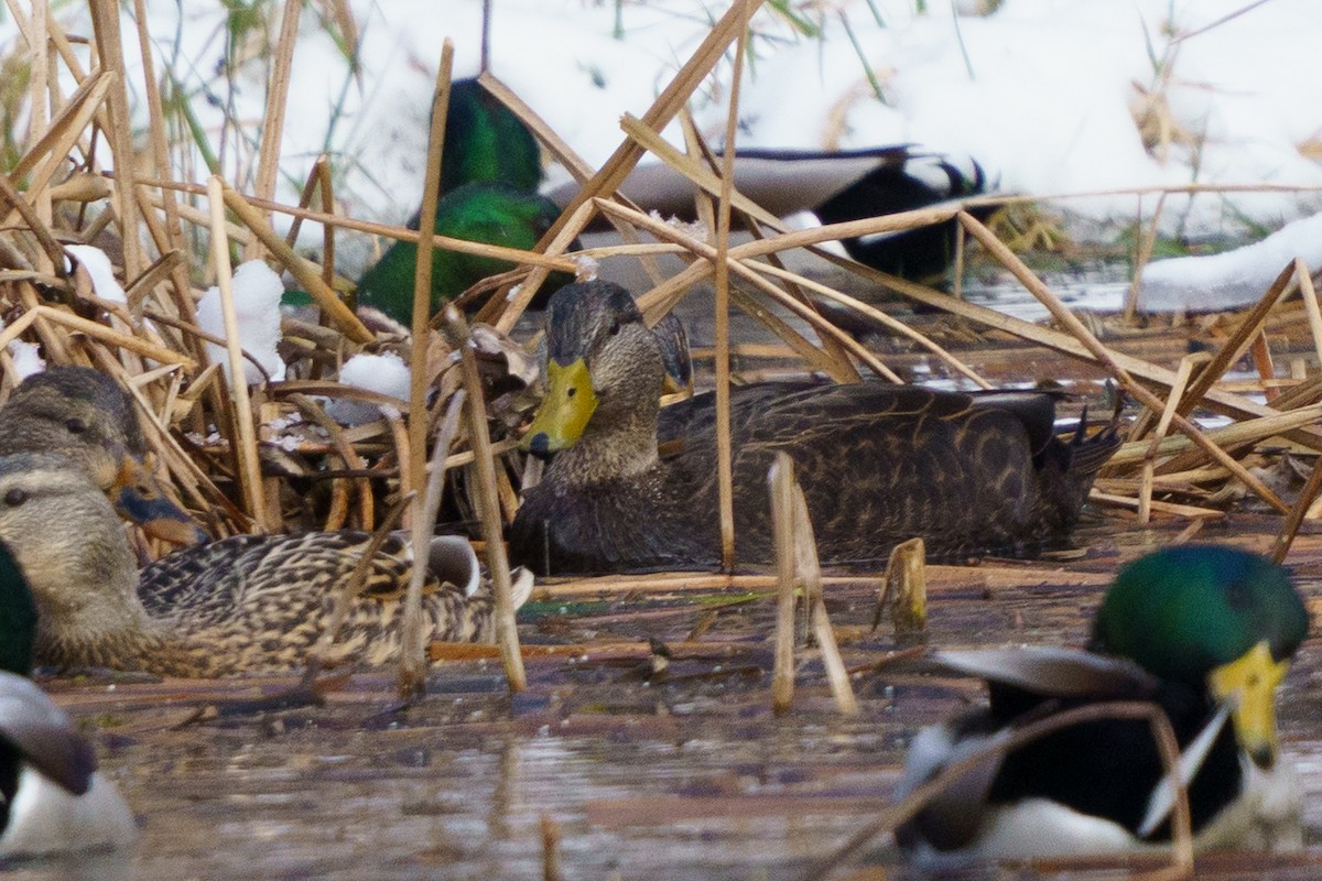 Mallard x American Black Duck (hybrid) - ML646423297