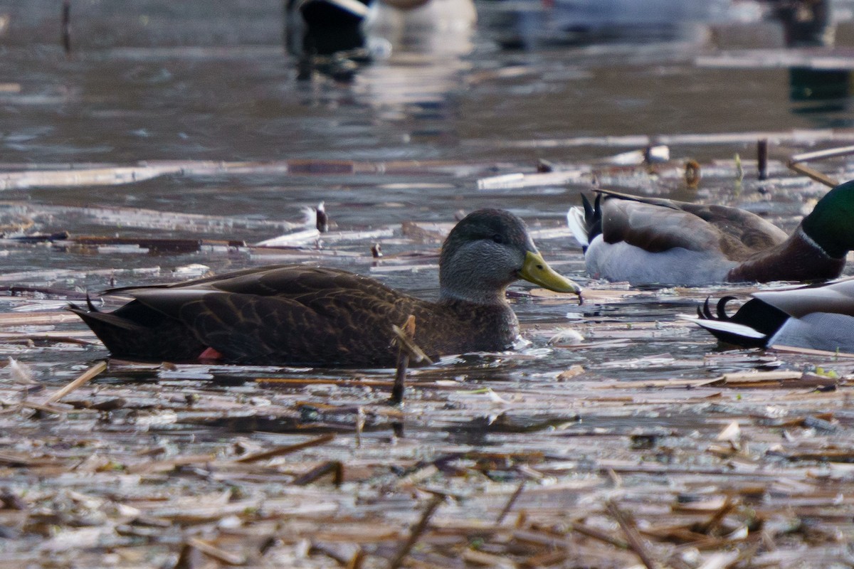 Mallard x American Black Duck (hybrid) - ML646423298
