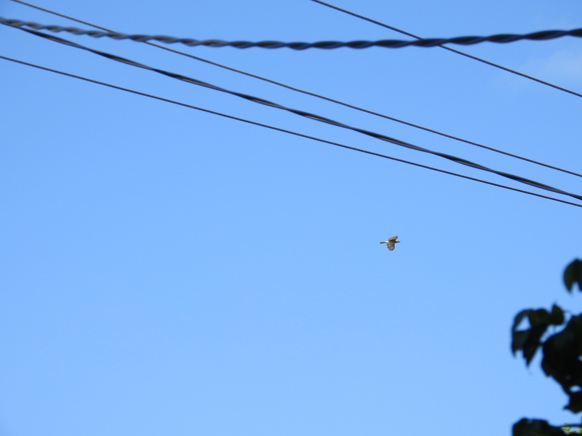 Australasian Figbird - ML646423299