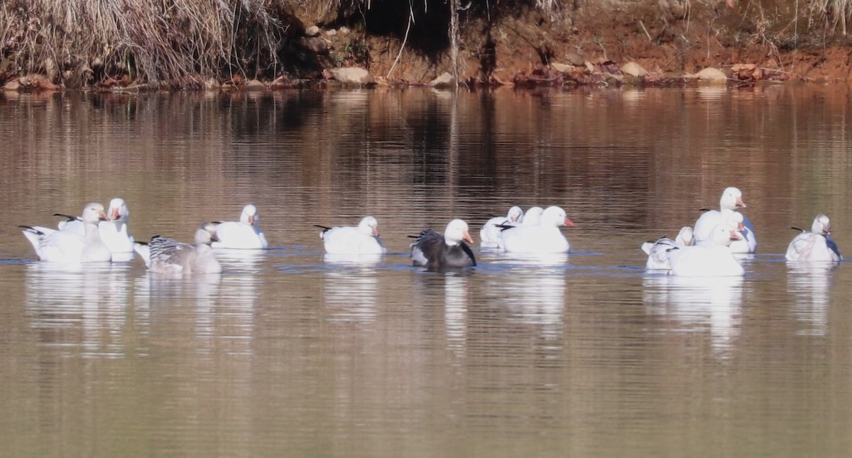 Ross's Goose - ML646423300
