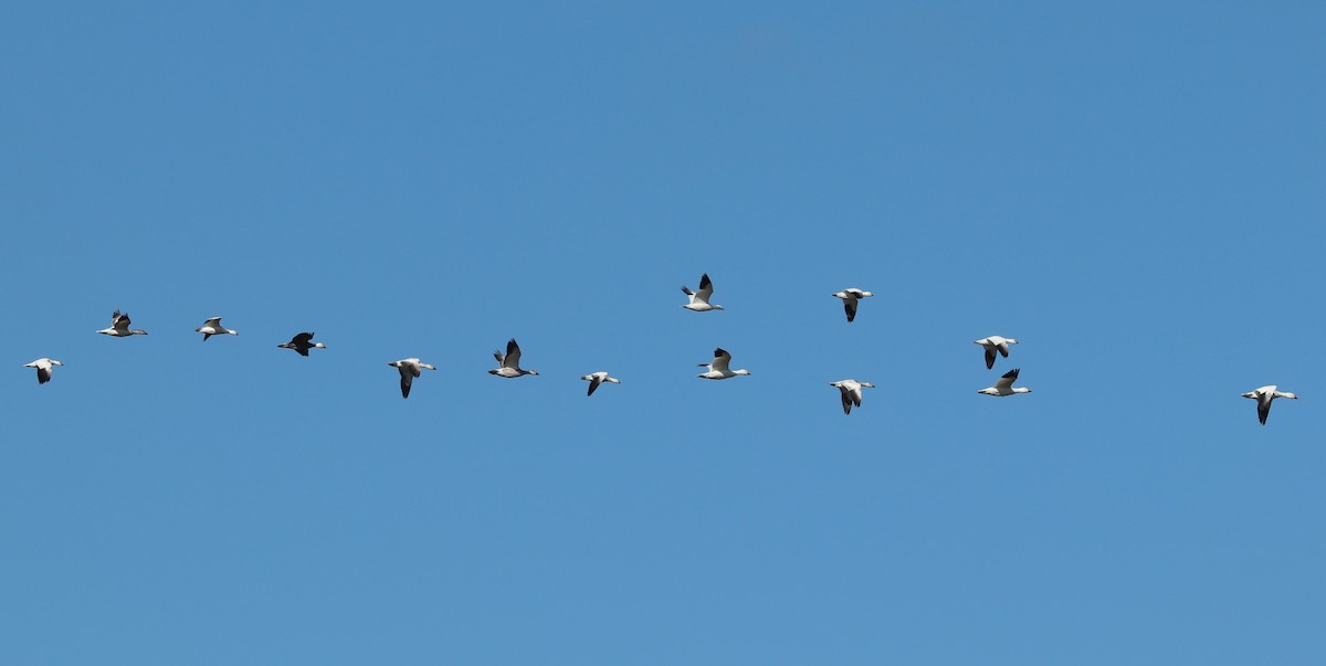 Ross's Goose - ML646423301