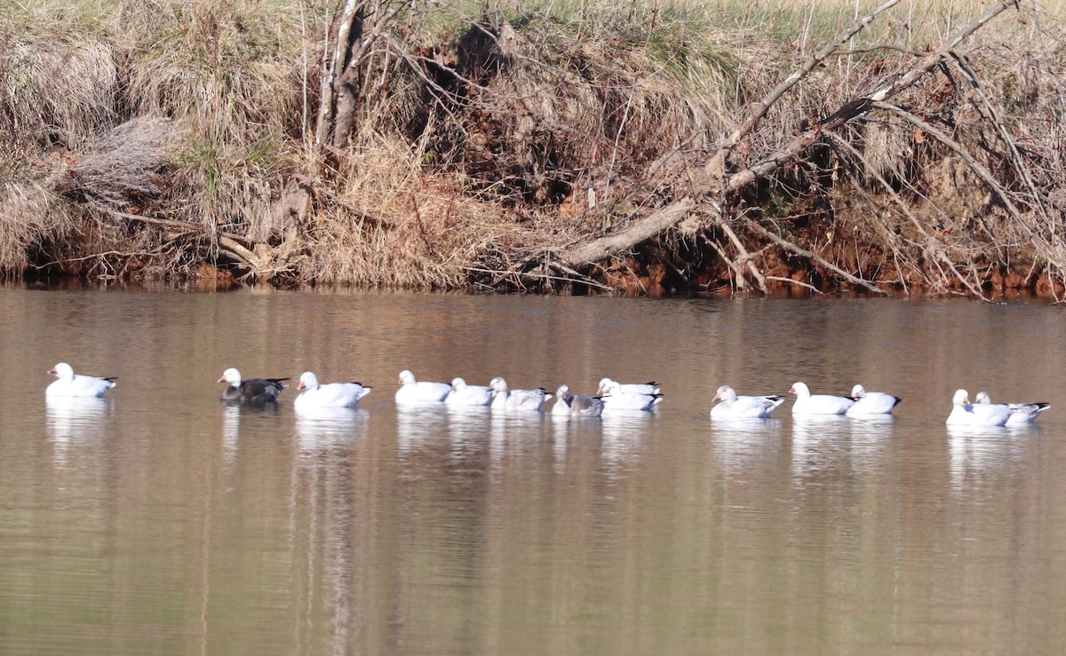 Ross's Goose - ML646423302
