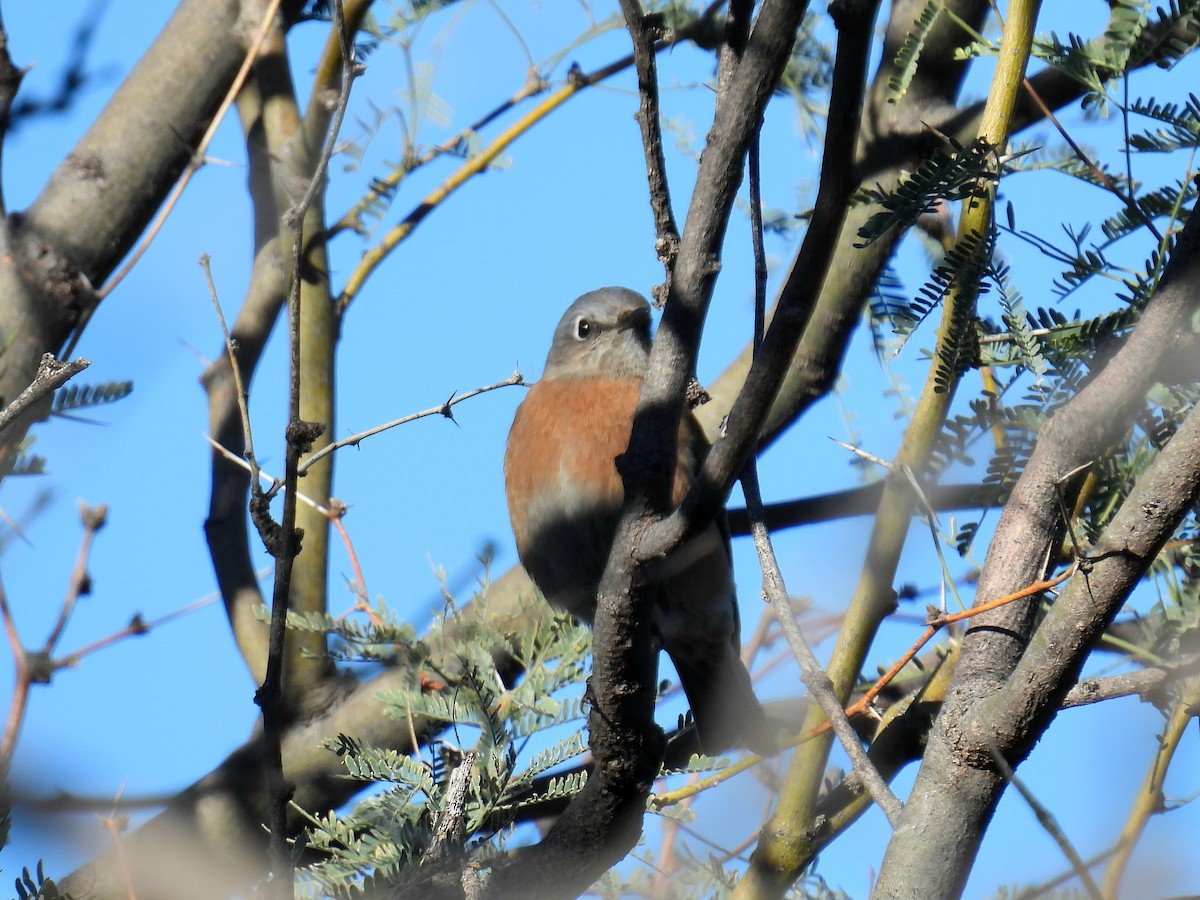 Western Bluebird - ML646423303