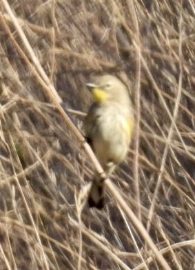 Yellow-rumped Warbler - ML646423304