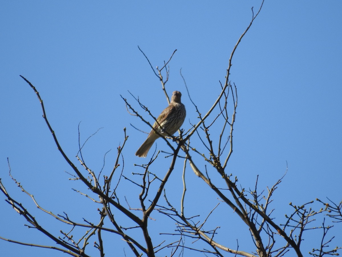 Australasian Figbird - ML646423305