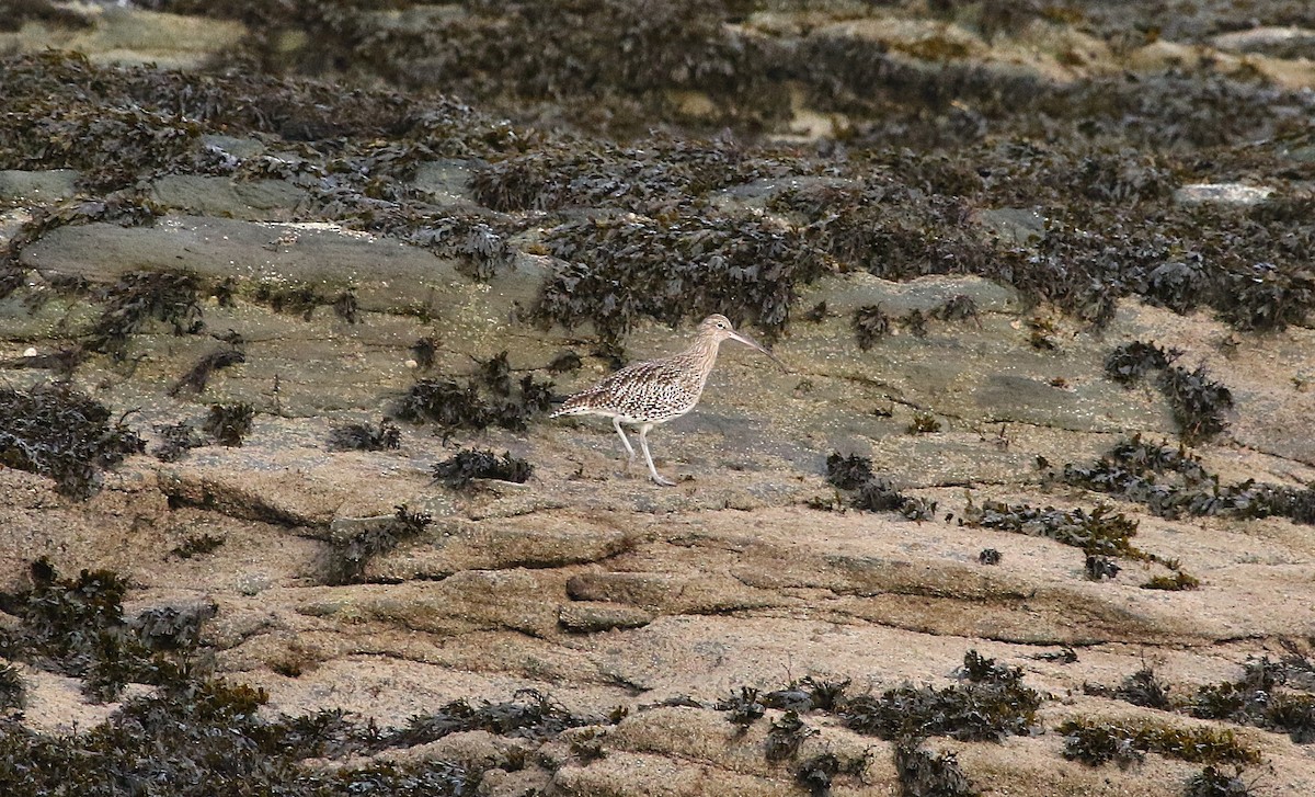 Морин тутгалжин - ML646423306