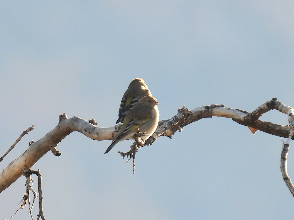 Lawrence's Goldfinch - ML646423307