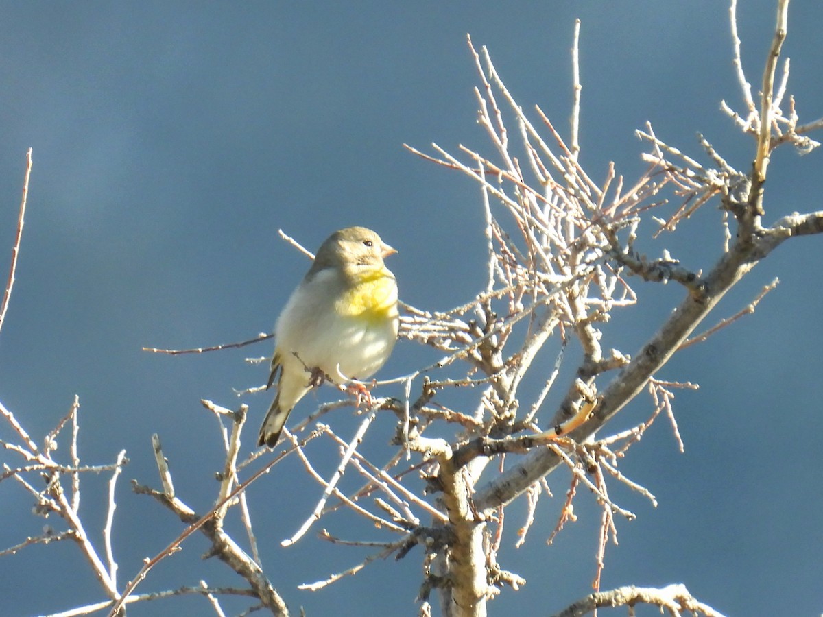 Lawrence's Goldfinch - ML646423308