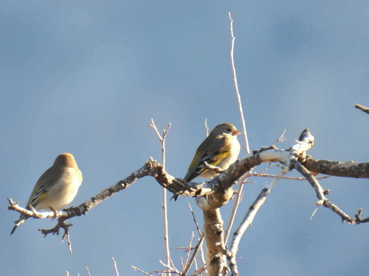 Lawrence's Goldfinch - ML646423309