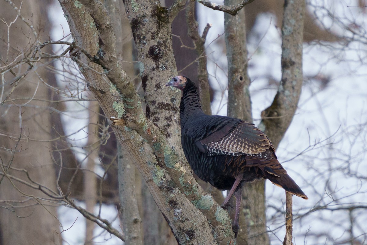 Wild Turkey - ML646423310