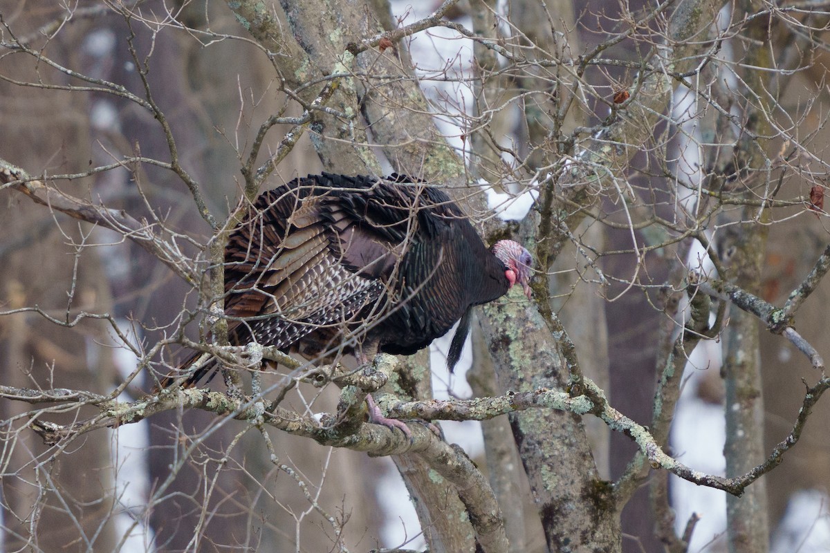 Wild Turkey - ML646423311
