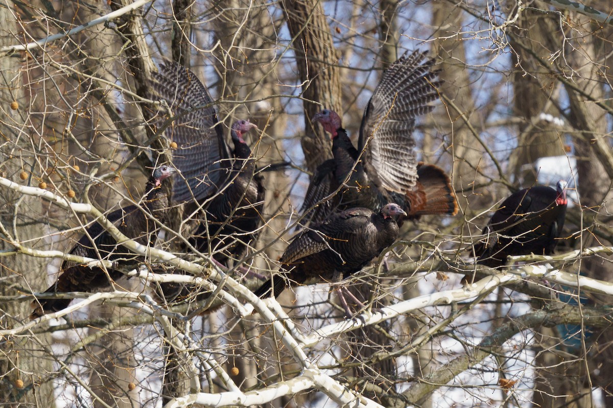 Wild Turkey - ML646423313