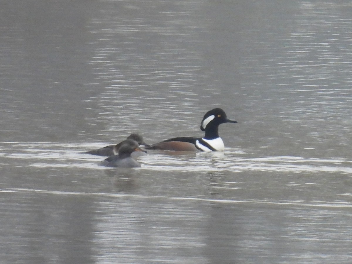 Hooded Merganser - ML646423315