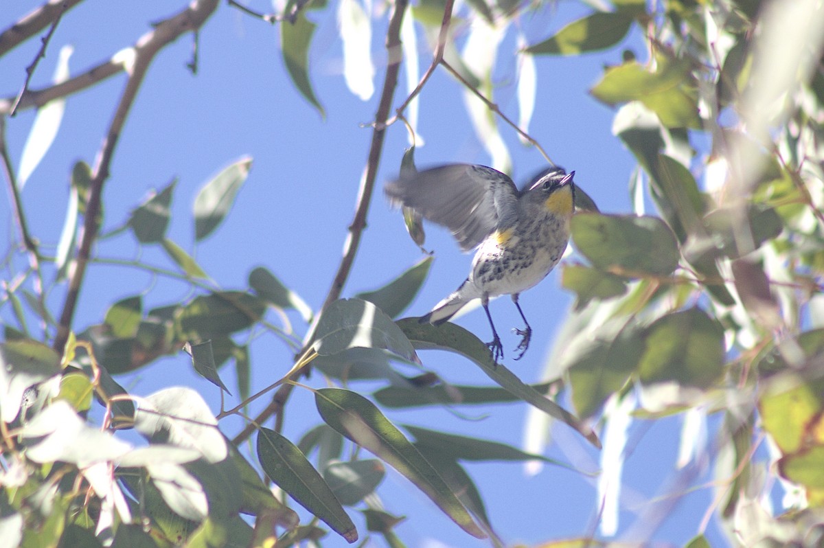 Yellow-rumped Warbler - ML646423316