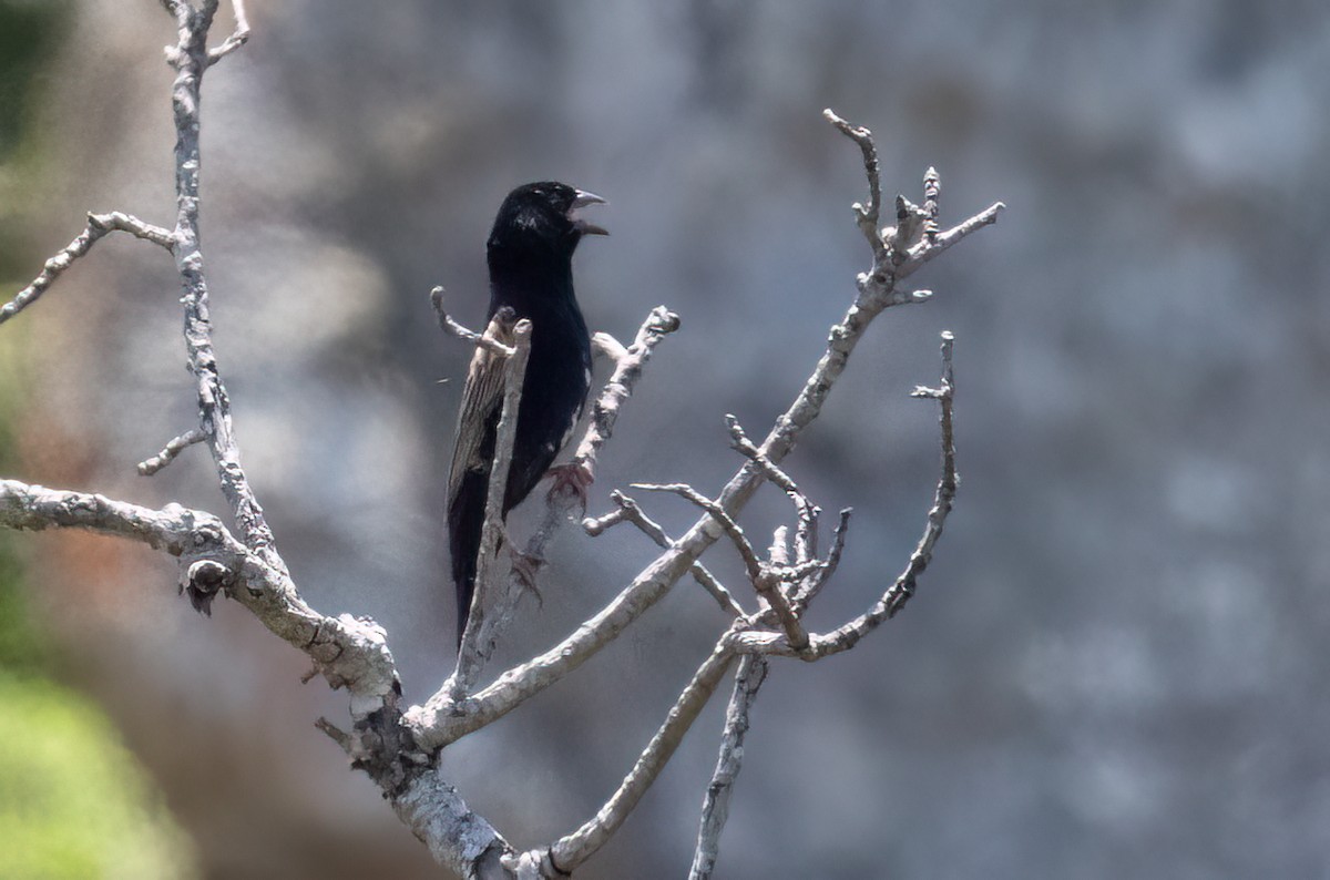 Yellow Bishop - ML646423317