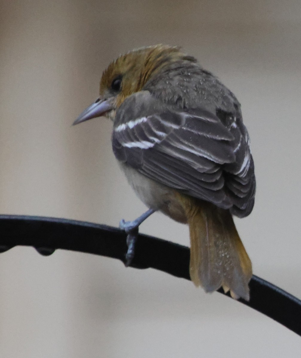 trupiál baltimorský - ML646423318