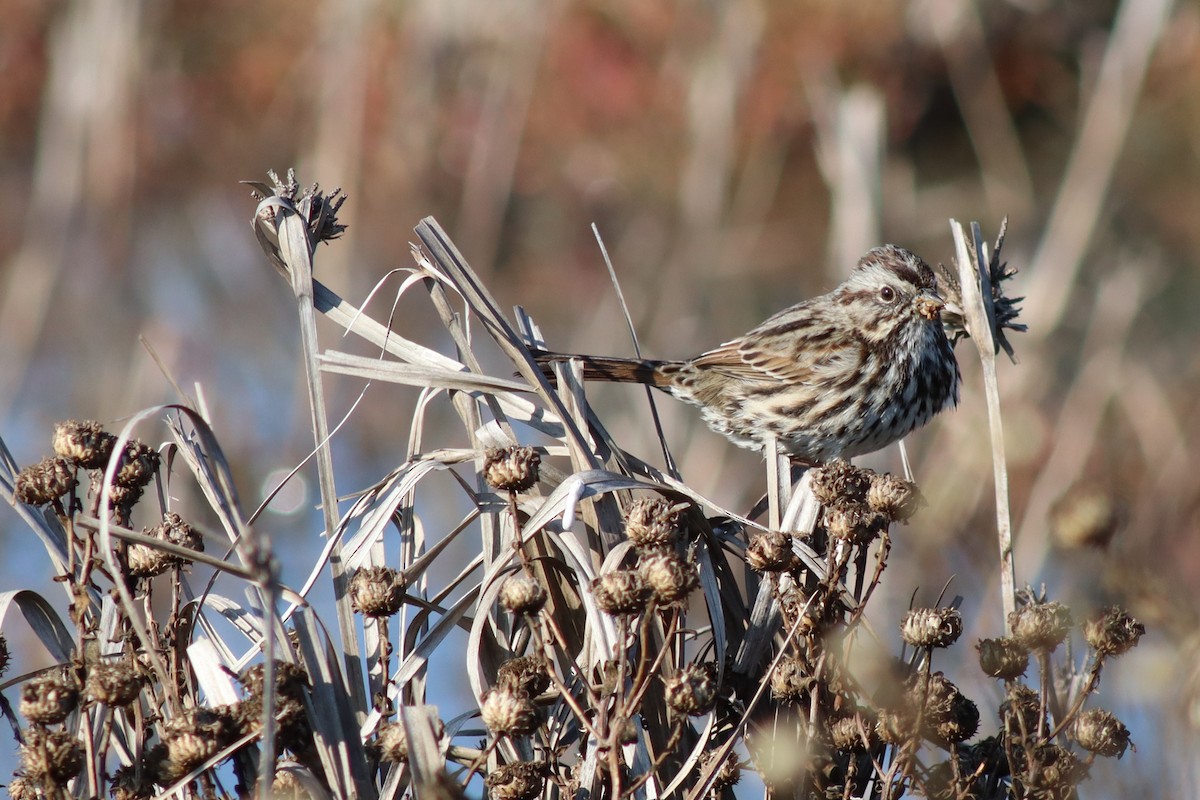 Song Sparrow - ML646423319