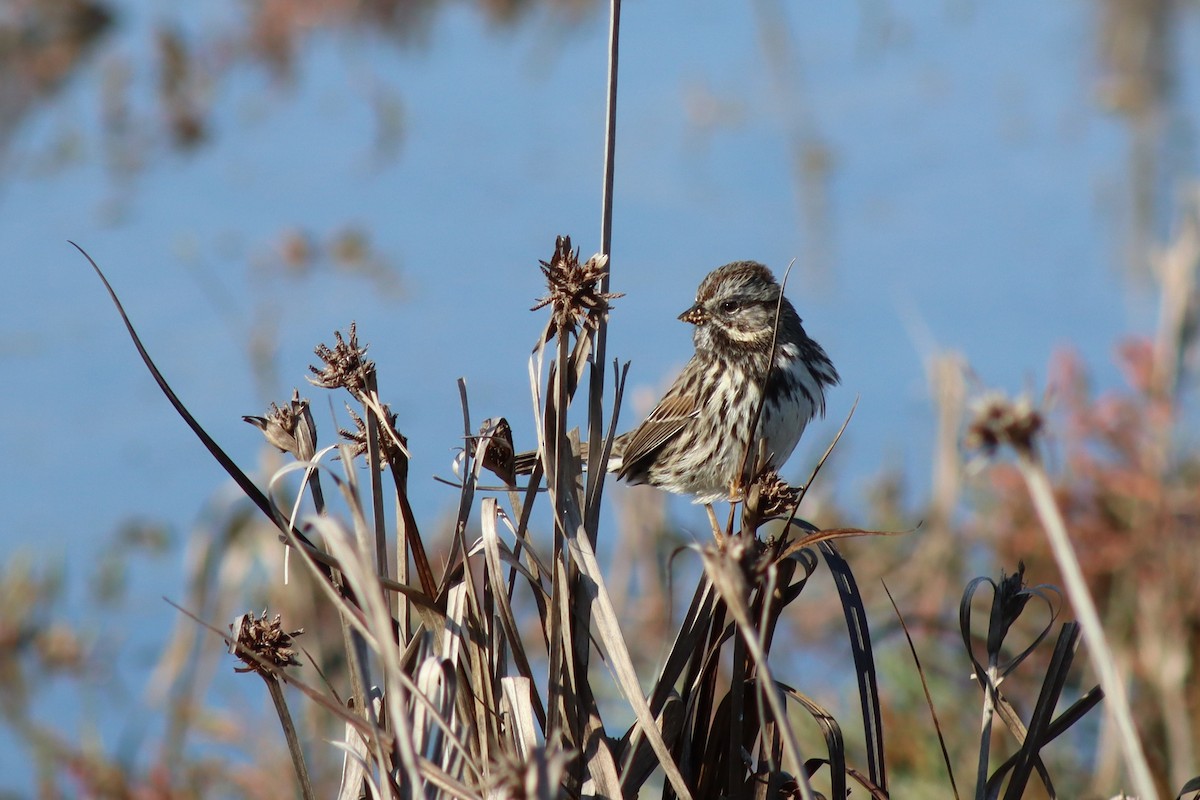 Song Sparrow - ML646423320