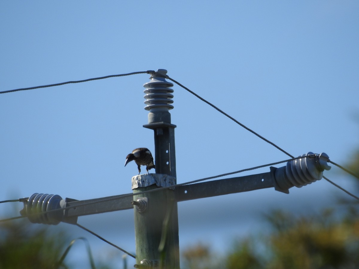 Flötenkrähenstar - ML646423322