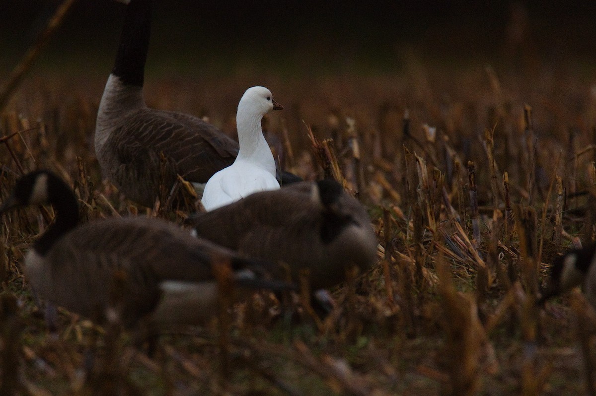 Ross's Goose - ML646423323