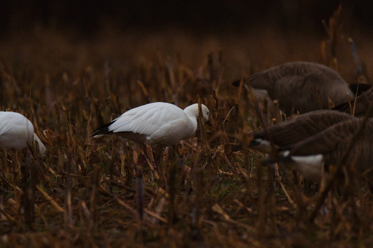 Ross's Goose - ML646423324