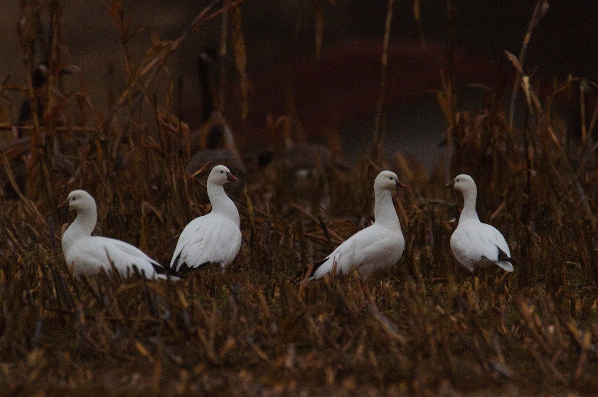 Ross's Goose - ML646423325