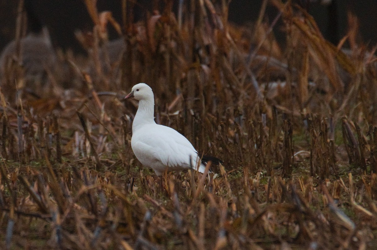 Ross's Goose - ML646423326