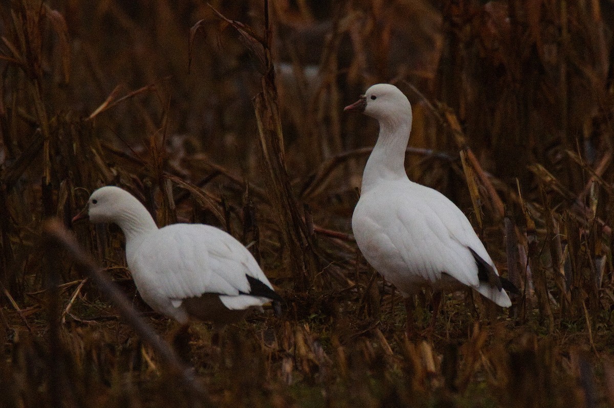 Zwergschneegans - ML646423327