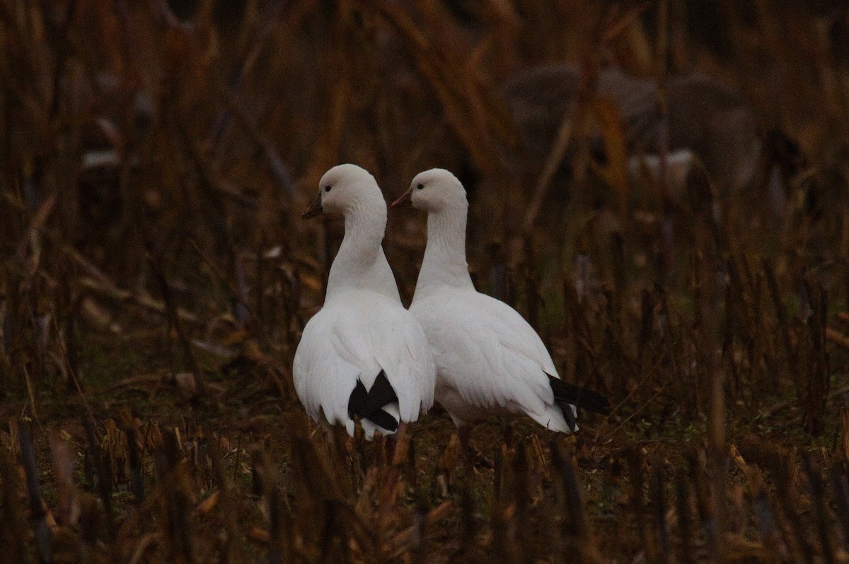 Ross's Goose - ML646423328